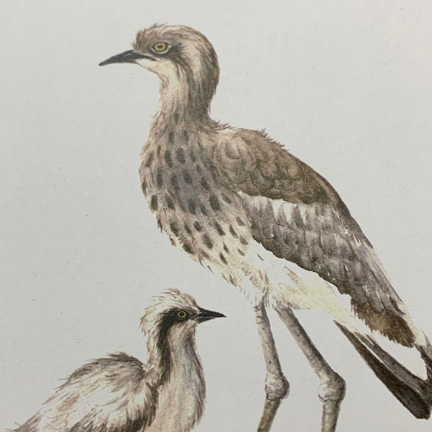 Shanna Trees Creations- Curlew & Chick Regular Greeting Card