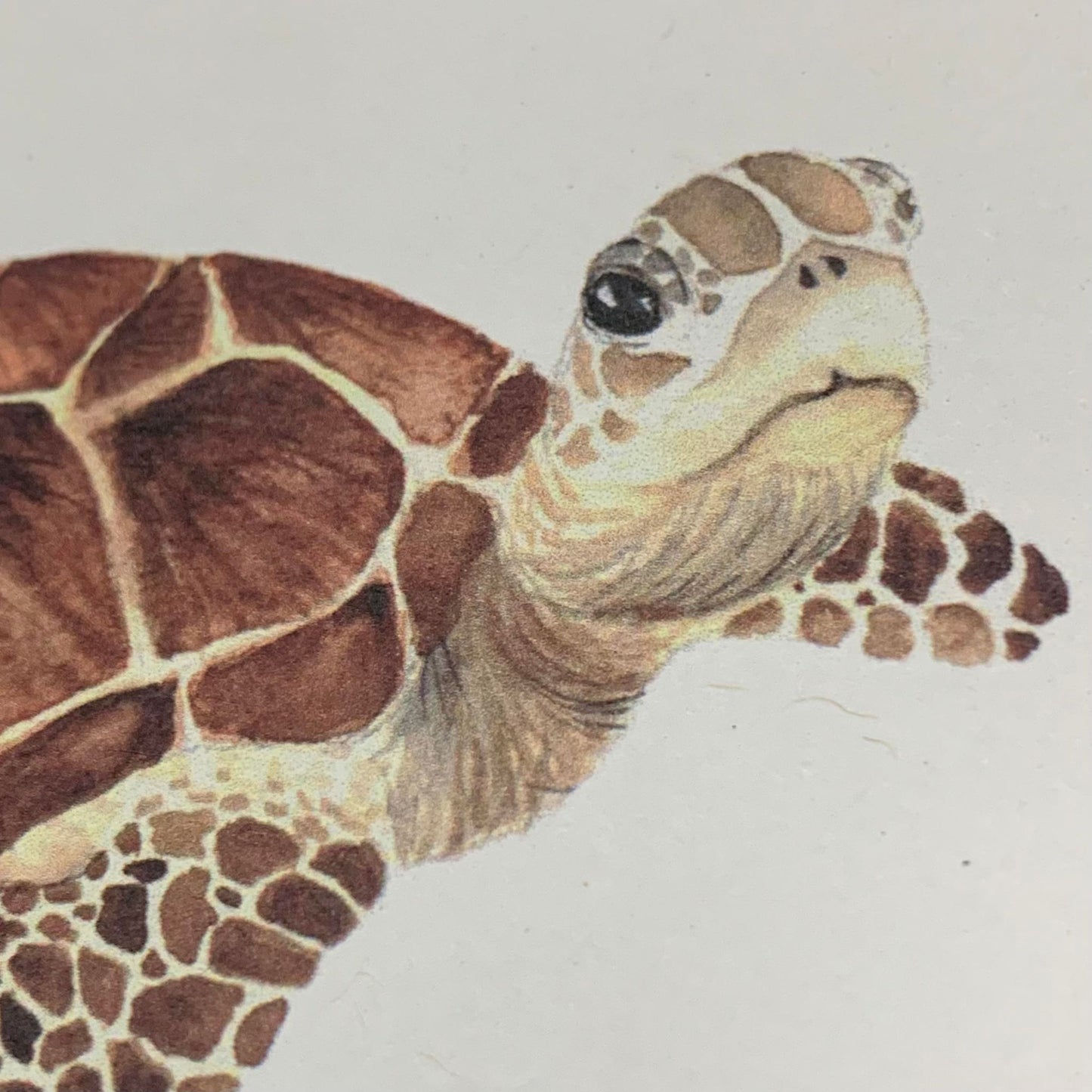 Shanna Trees Creations- Turtle #2 (Looking)- Regular Greeting Card