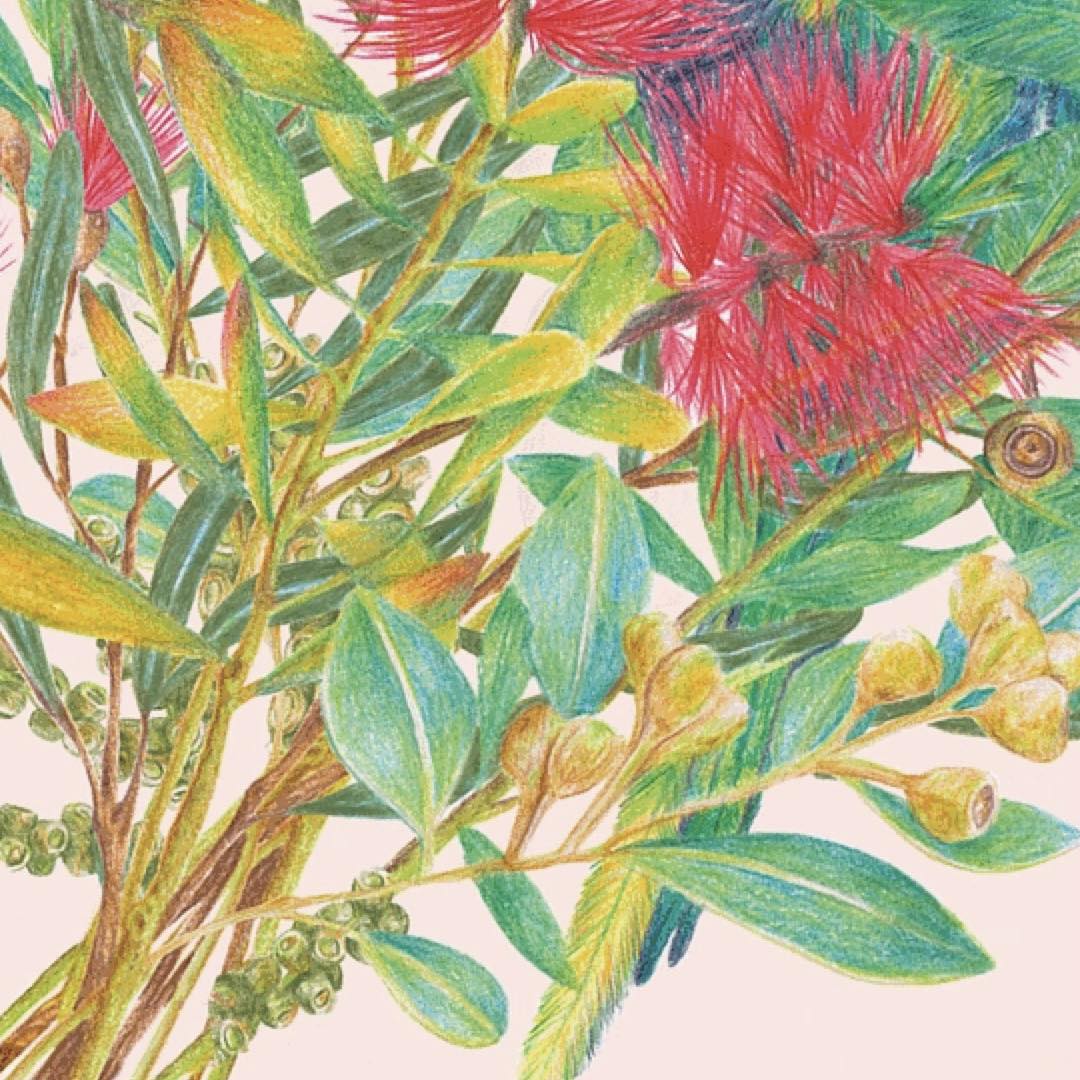 KAYLA REAY- Framed "Rainbow Lorikeet" Print