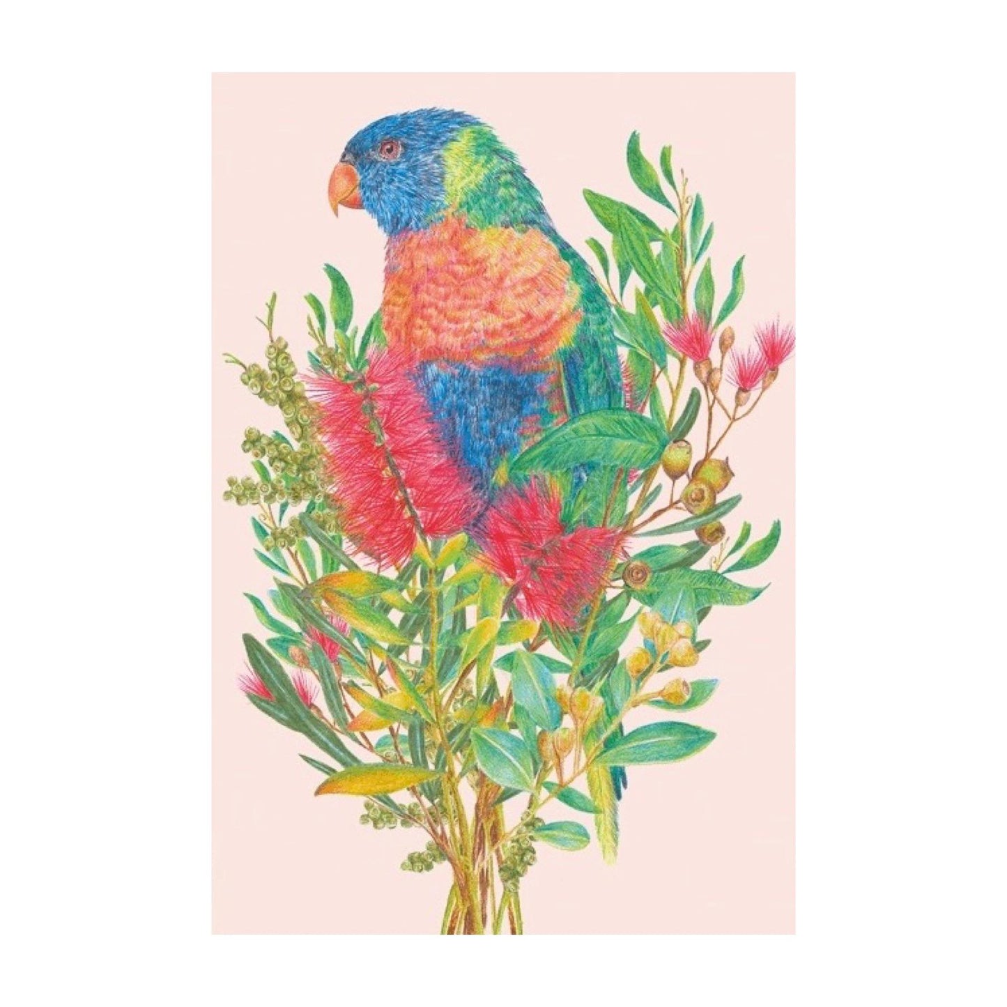 KAYLA REAY- Framed "Rainbow Lorikeet" Print