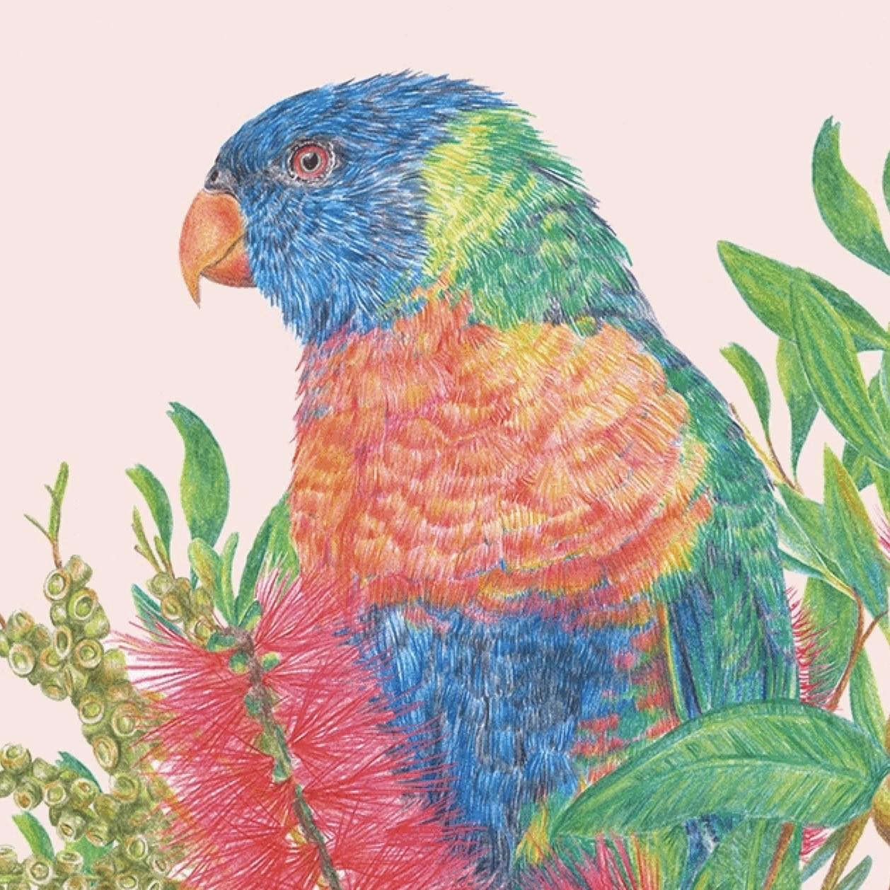 KAYLA REAY- Framed "Rainbow Lorikeet" Print