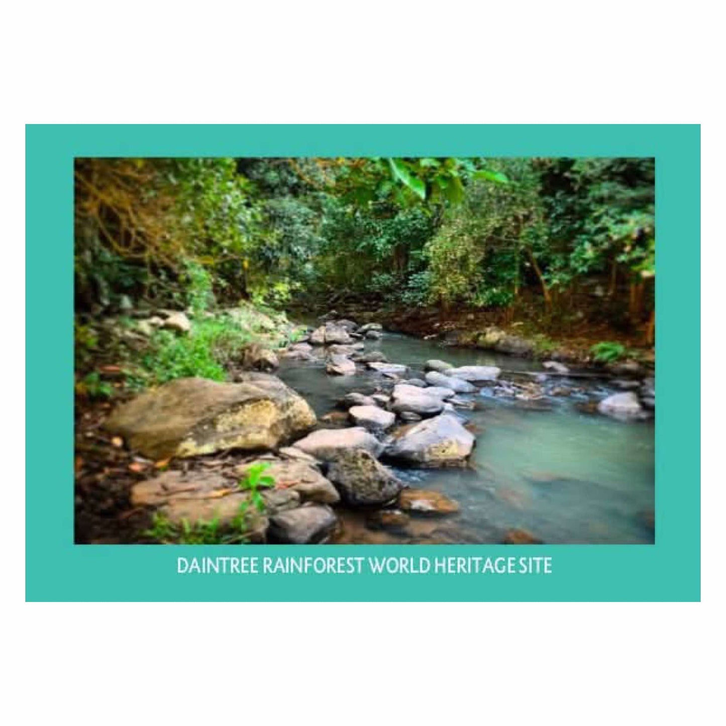 MAKIN' WHOOPEE - DAINTREE RAINFOREST- POSTCARD