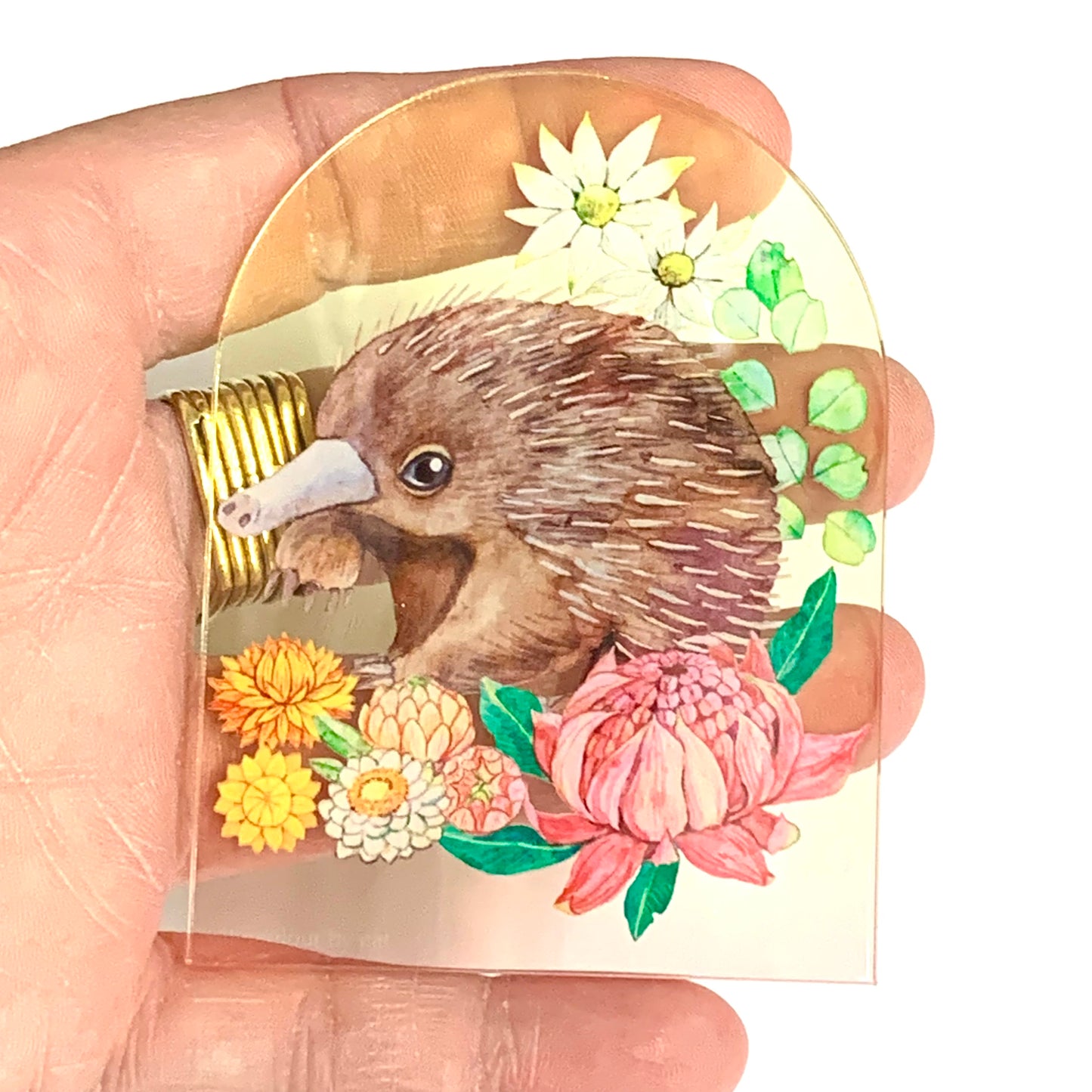 WATERCOLOURS BY CAT- Echidna- Australian Animal Art Magnet