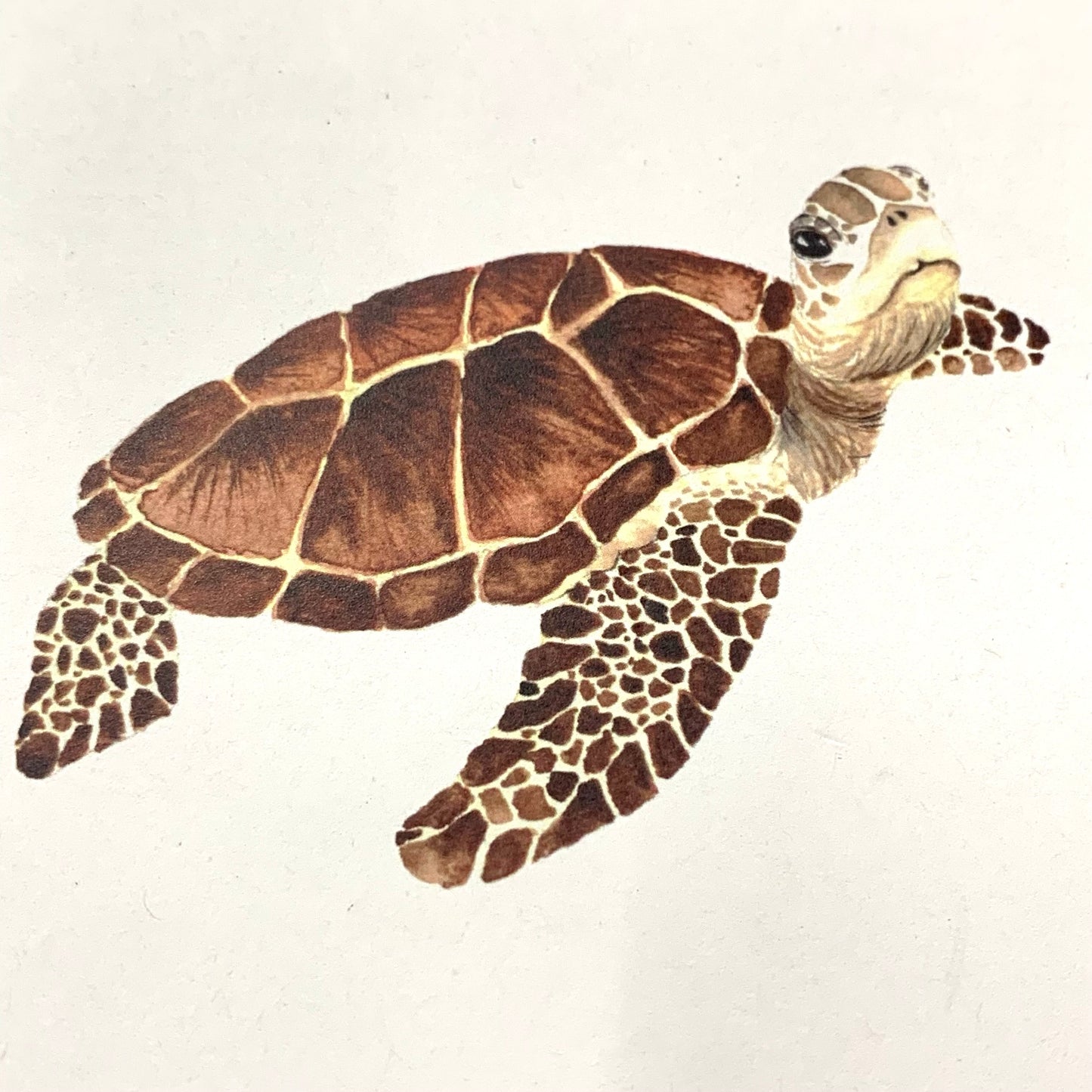 Shanna Trees Creations- Turtle #2 (Looking)- Regular Greeting Card