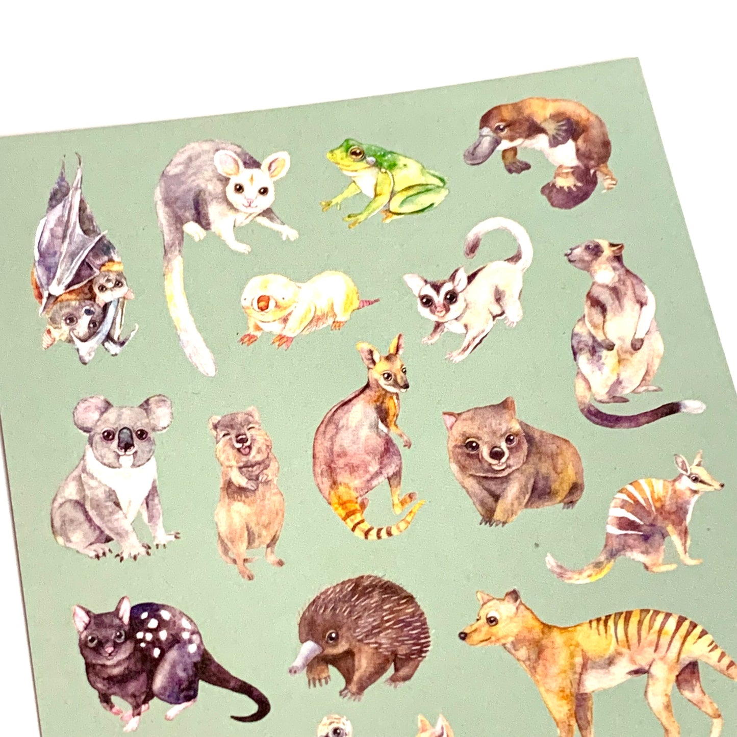 WATERCOLOURS BY CAT- Australian Animals - Recycled Postcard