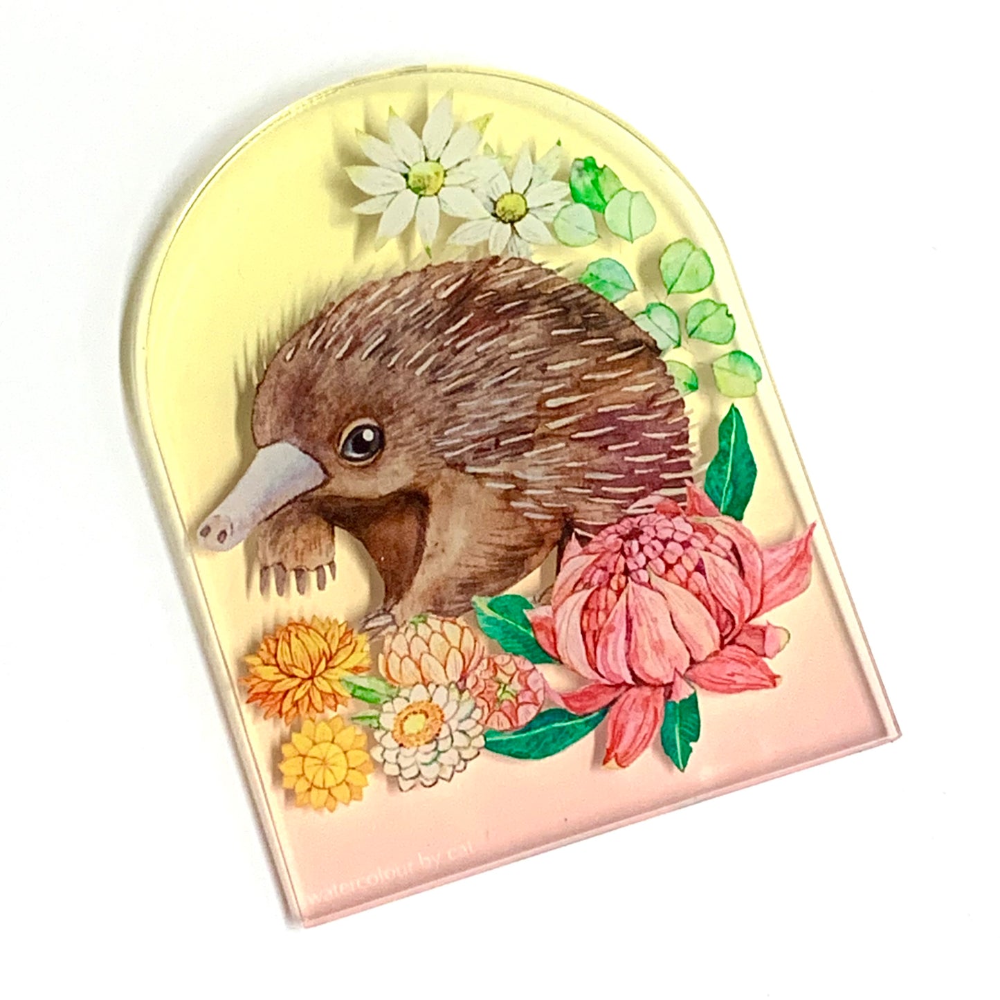 WATERCOLOURS BY CAT- Echidna- Australian Animal Art Magnet