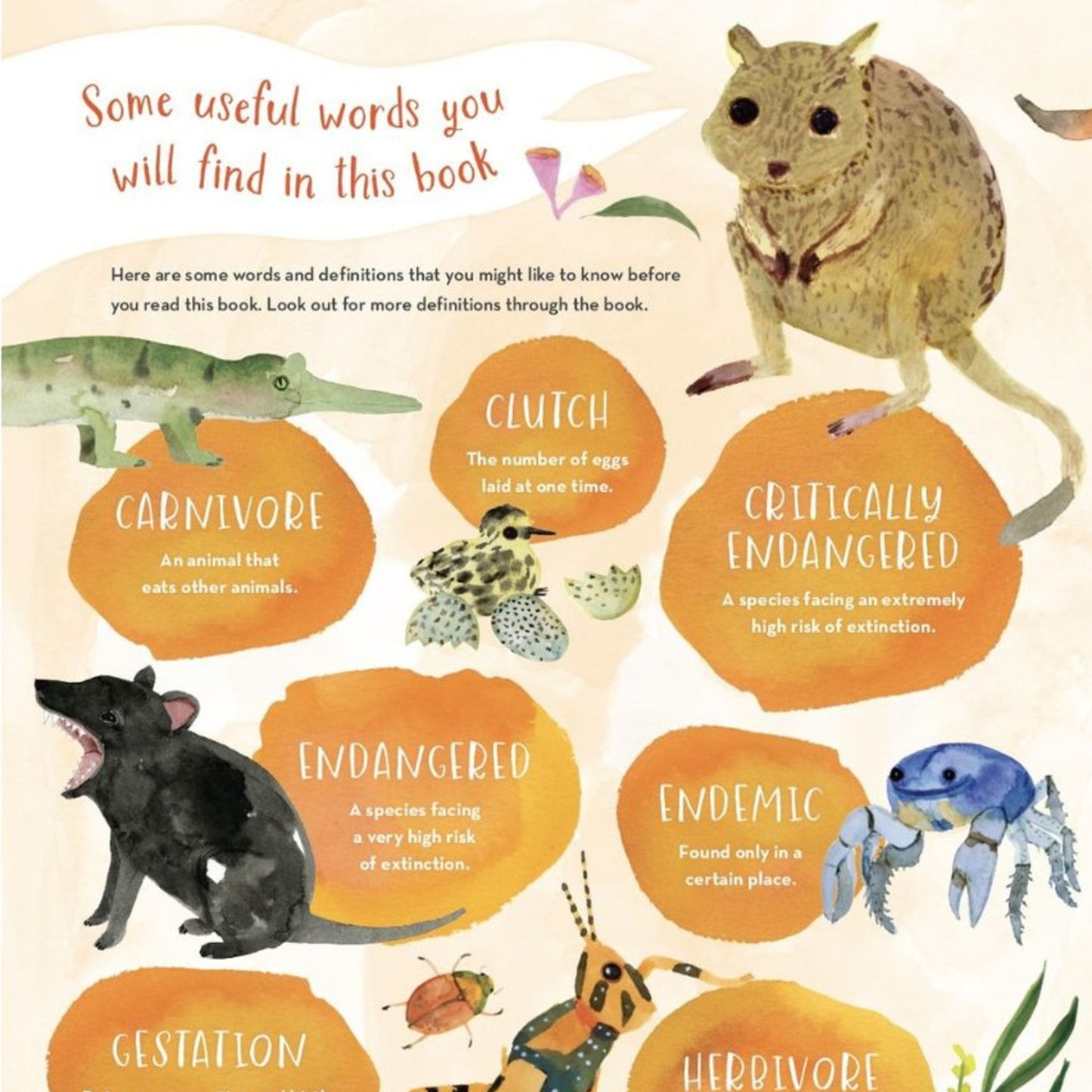 BOOKS & CO - Australia’s Baby Animals By Jess Racklyeft