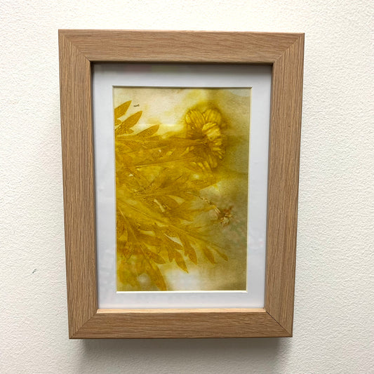 WILD BRASS- "Yellow Flower & Foliage"- BOTANICAL ECO DYED PAPER FRAMED ARTWORK