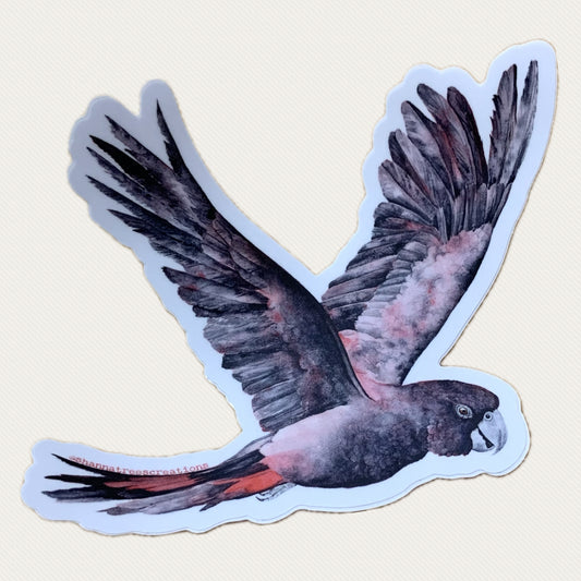 Shanna Trees Creations- Flying Black Cockatoo Medium Sticker