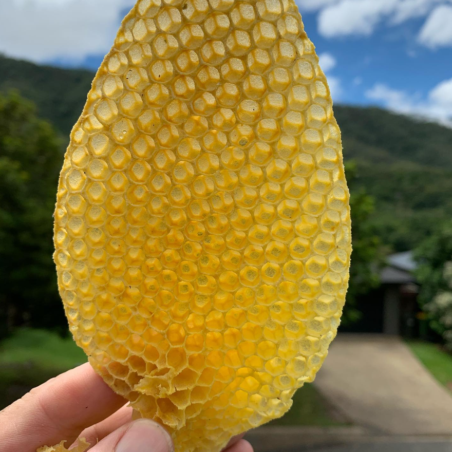 KISS OF A BEE COCONUT LIP BALM