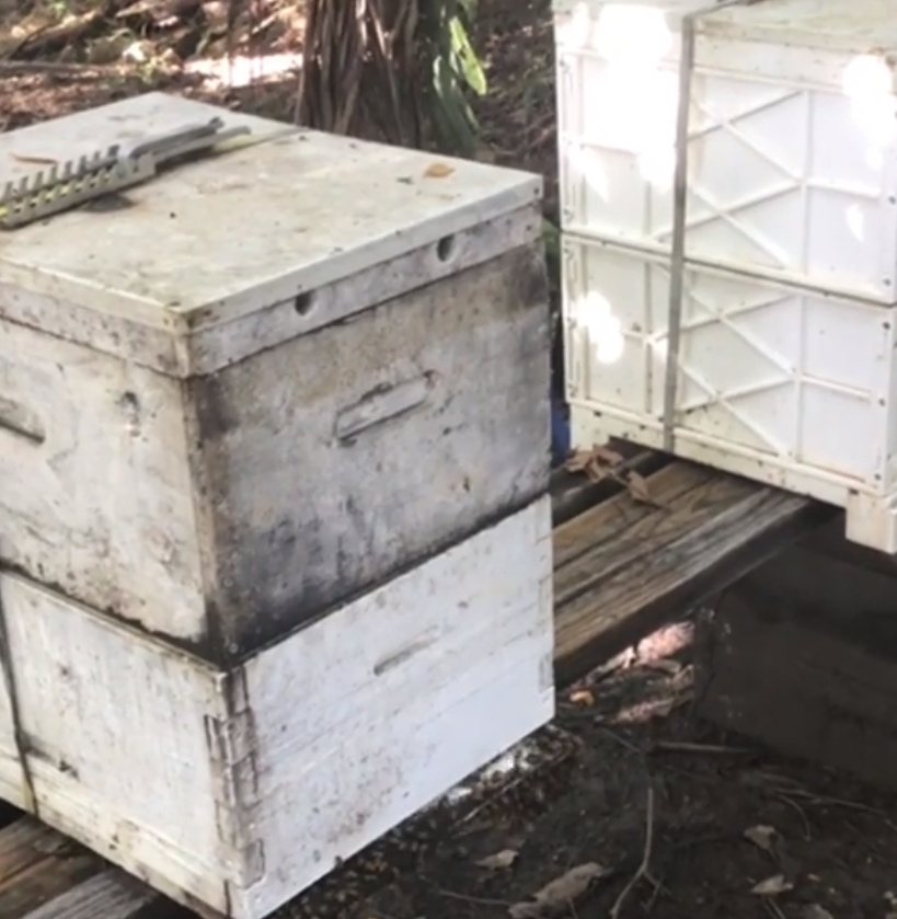 KISS OF A BEE COCONUT LIP BALM