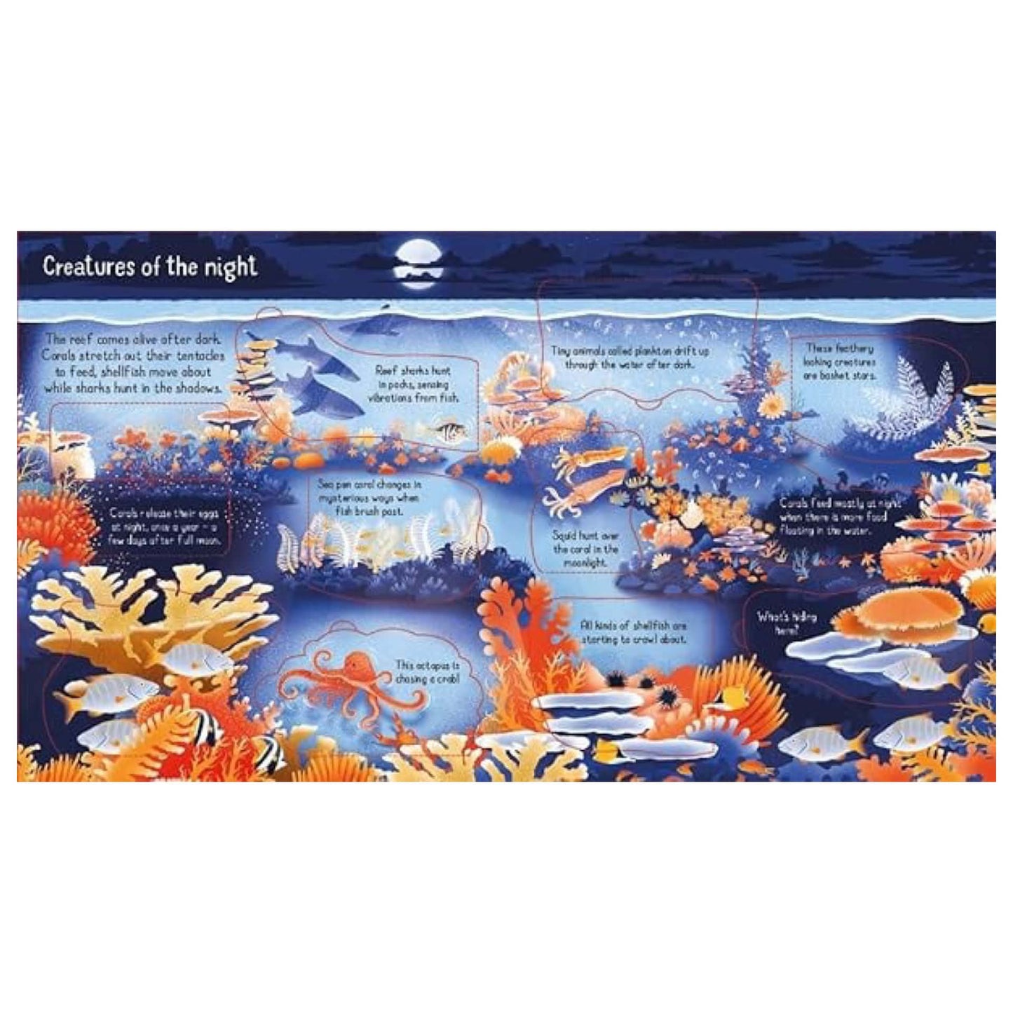 BOOKS & CO - LOOK INSIDE A CORAL REEF by Minna Lacey