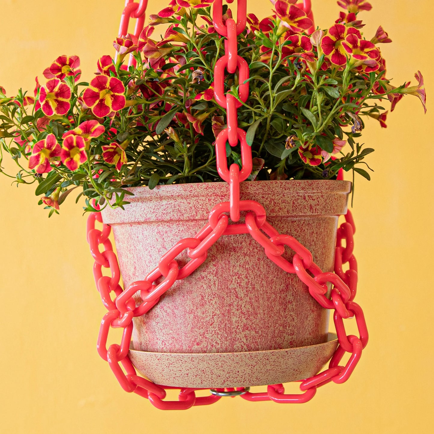 WOLJAM - Raspberry Plant Chain