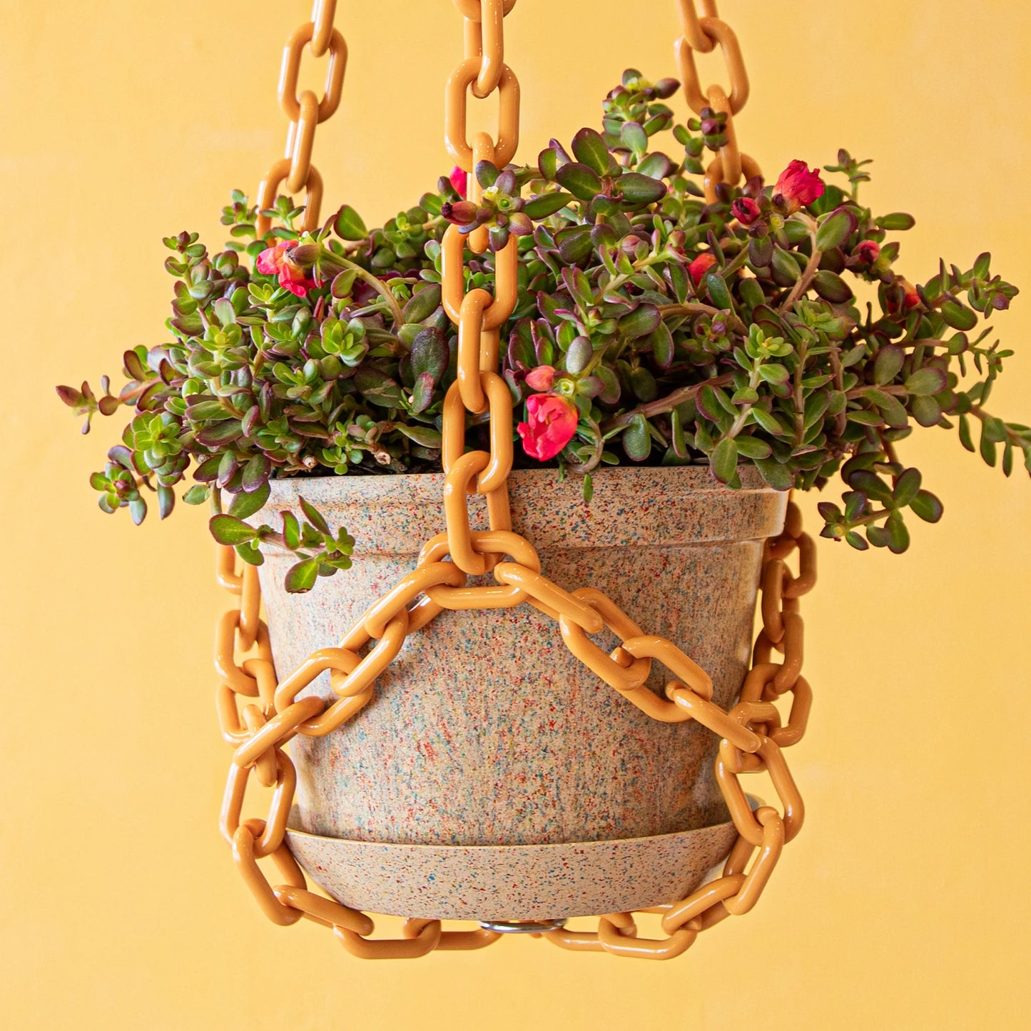 WOLJAM - Mustard Plant Chain