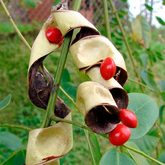 MICHELLE WEARE - Indigenous Seed Necklaces- Burny Bean