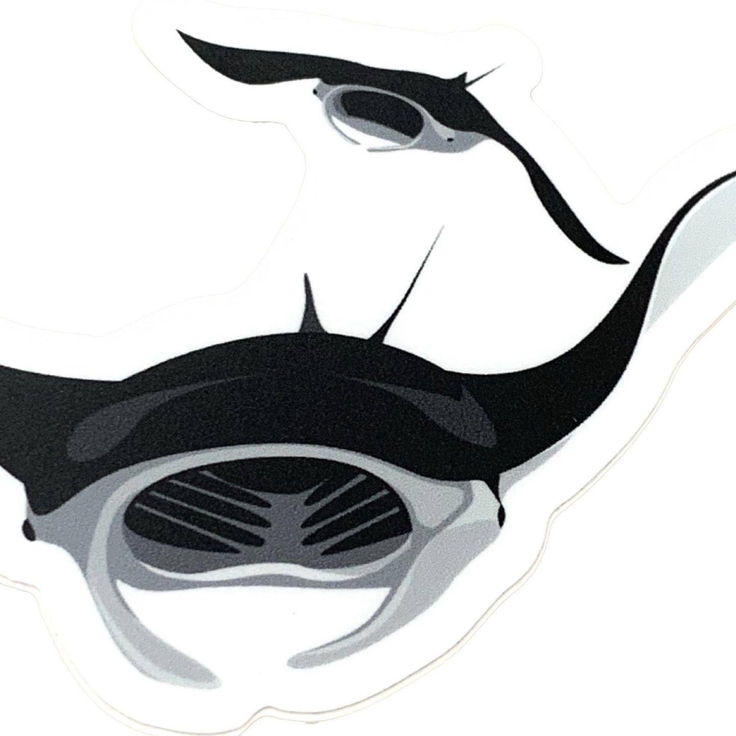 SAILFISH CREATIVE- "Manta Ray" Vinyl Sticker