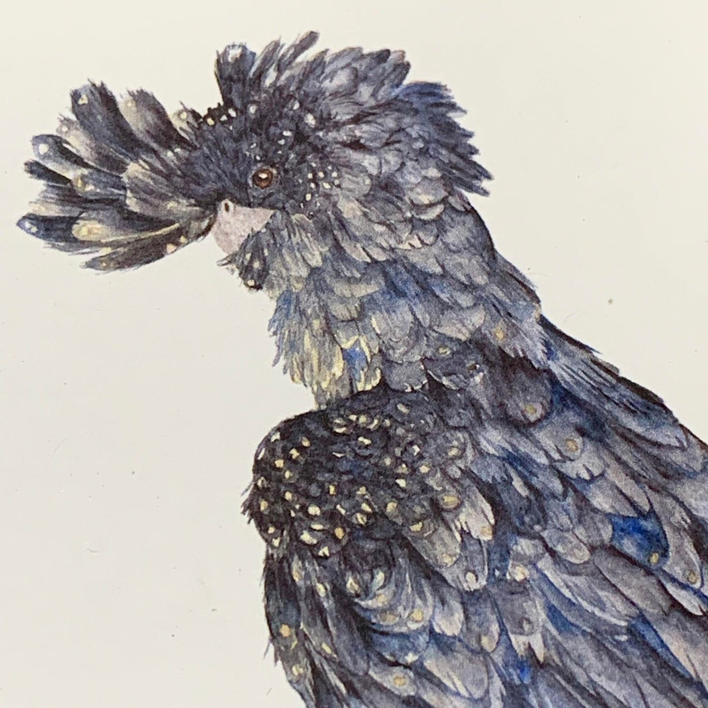 Shanna Trees Creations- Black Cockatoo Regular Greeting Card