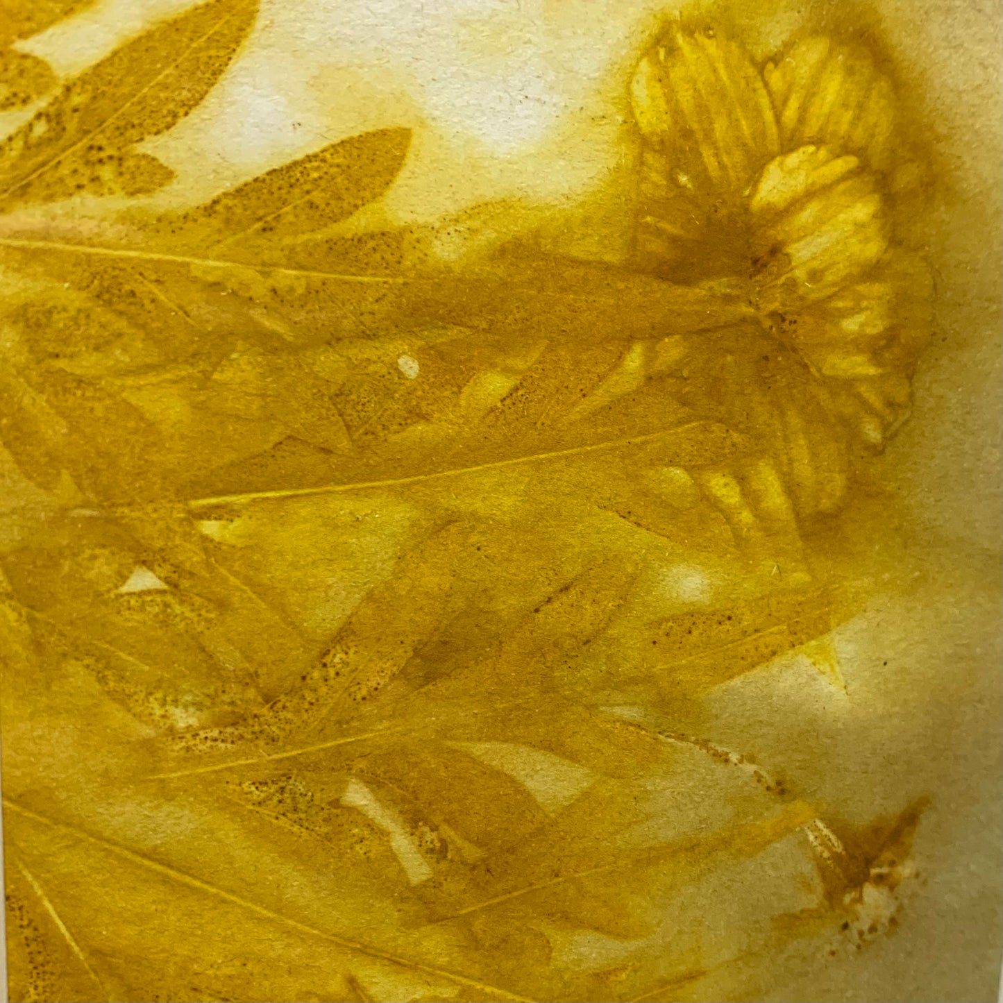 WILD BRASS- "Yellow Flower & Foliage"- BOTANICAL ECO DYED PAPER FRAMED ARTWORK