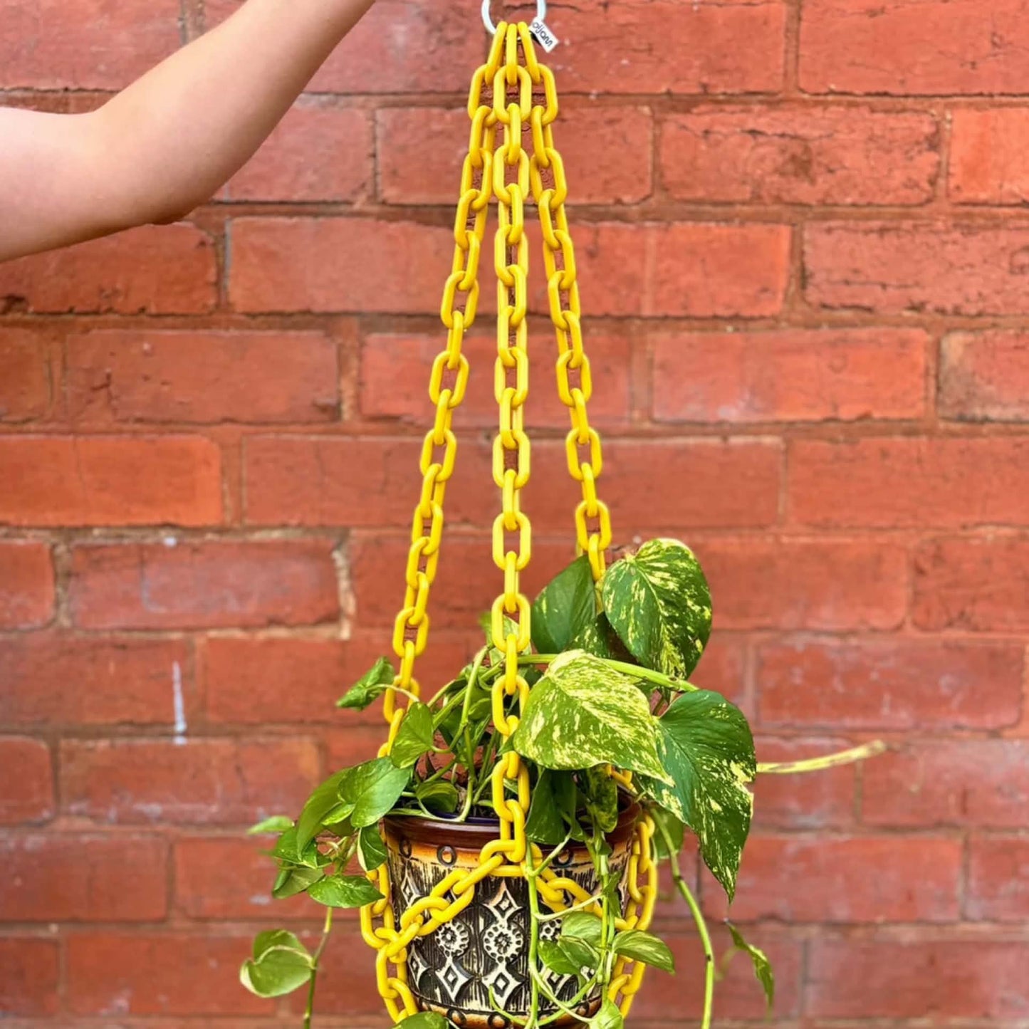 WOLJAM - Mustard Plant Chain
