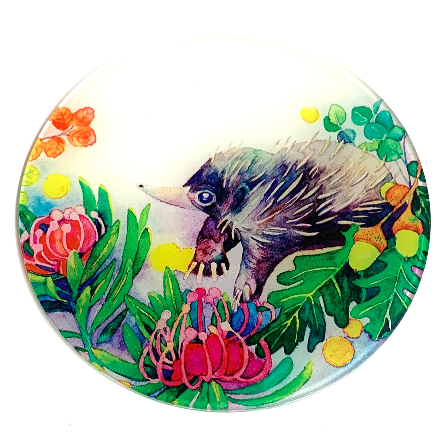 WATERCOLOURS BY CAT- Echidna- Australian Animal Art Coaster