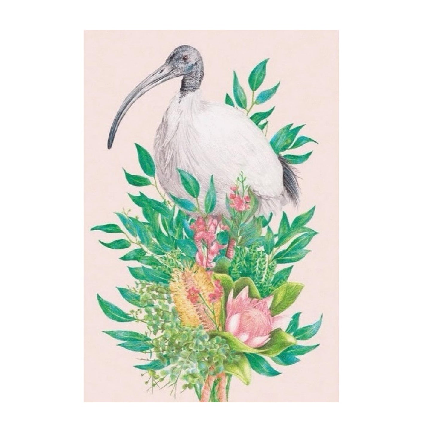 KAYLA REAY- Framed "Ibis (Bin Chicken)" Print