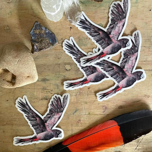 Shanna Trees Creations- Flying Black Cockatoo Medium Sticker