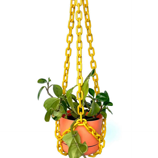 WOLJAM - Mustard Plant Chain