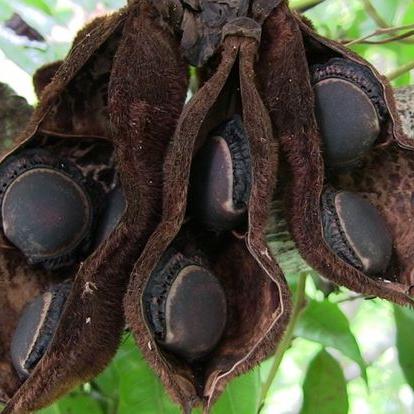 MICHELLE WEARE - Indigenous Seed Necklaces- Burny Bean