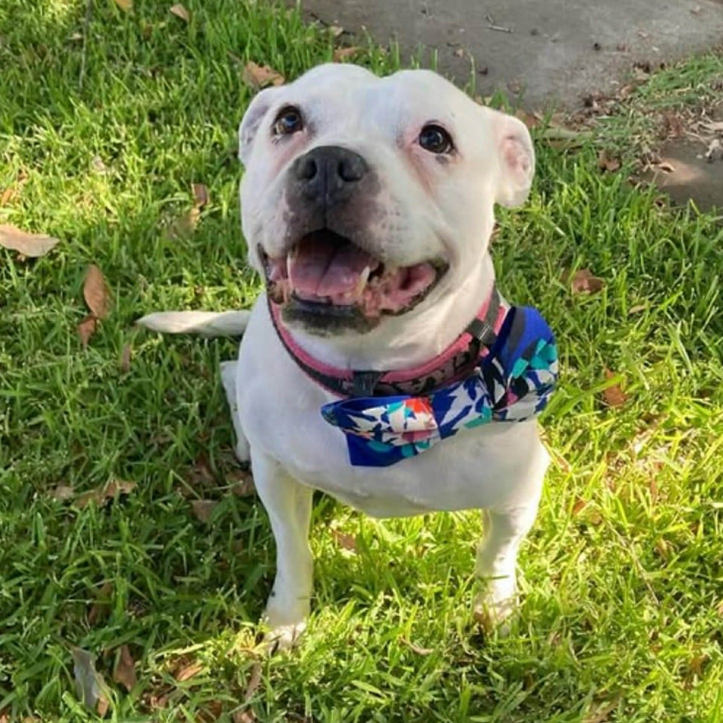 BEAUS AND BANDITS - DOGGY BOW TIE -FLOWERS ON GINGHAM - LARGE