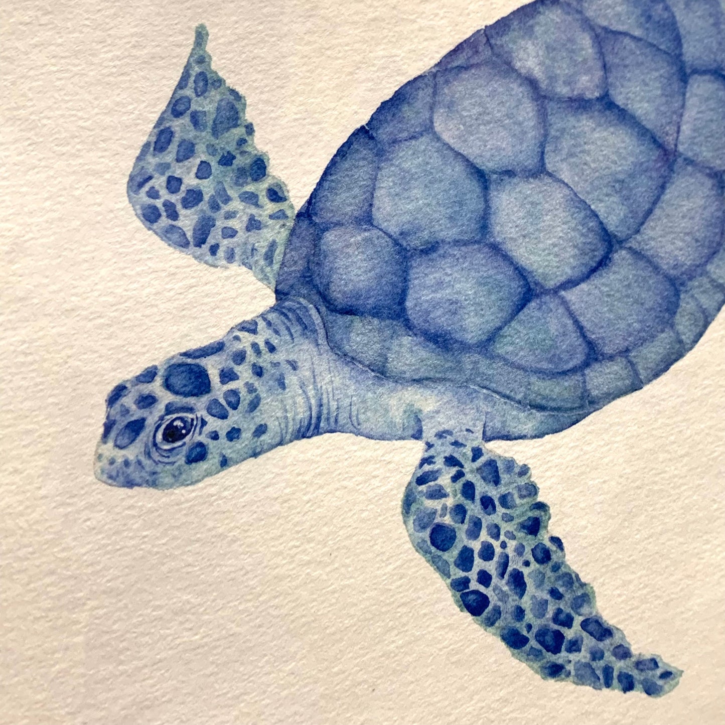 Shanna Trees Creations- "Loggerhead Turtle" A4 Art Print