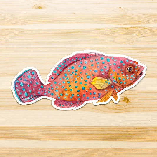 WATERCOLOURS BY CAT- Coral Trout - Large Australian Marine Life Vinyl Stickers