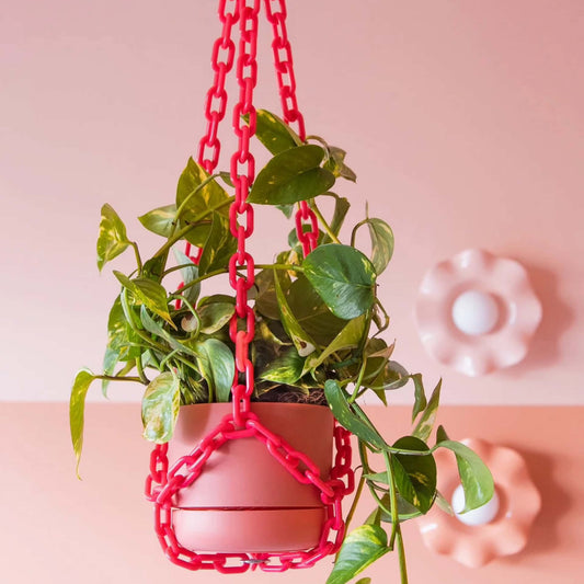 WOLJAM - Raspberry Plant Chain
