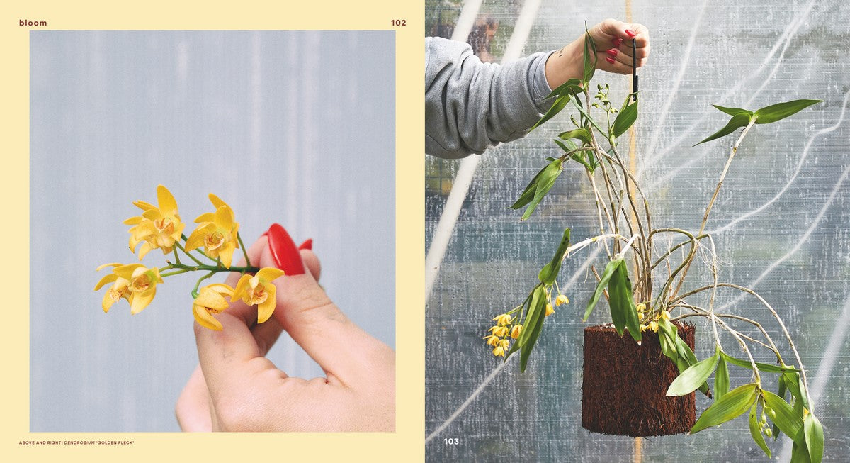 BOOKS & CO - Bloom Flowering Plants for Indoors and Balconies- From Leaf Supply