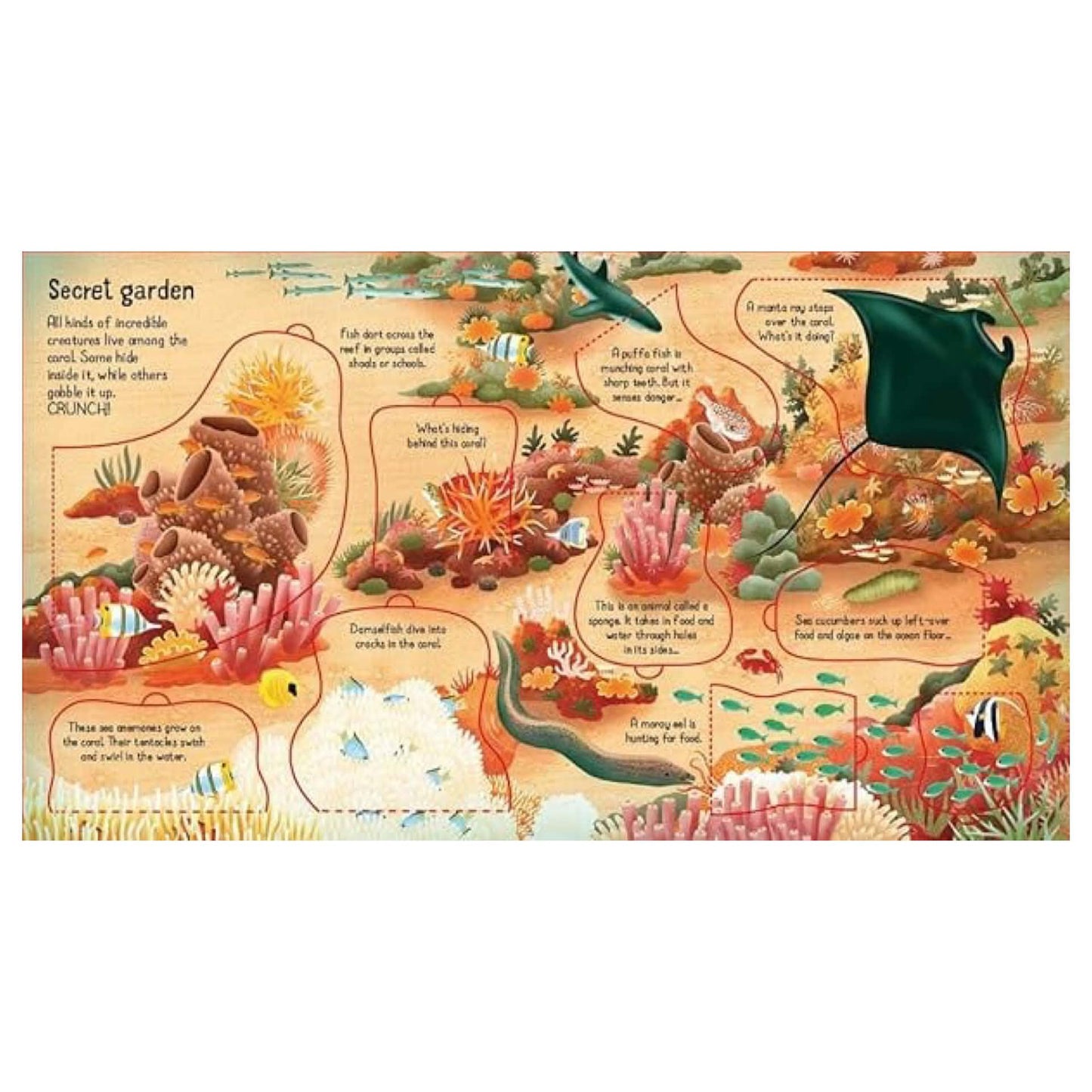 BOOKS & CO - LOOK INSIDE A CORAL REEF by Minna Lacey