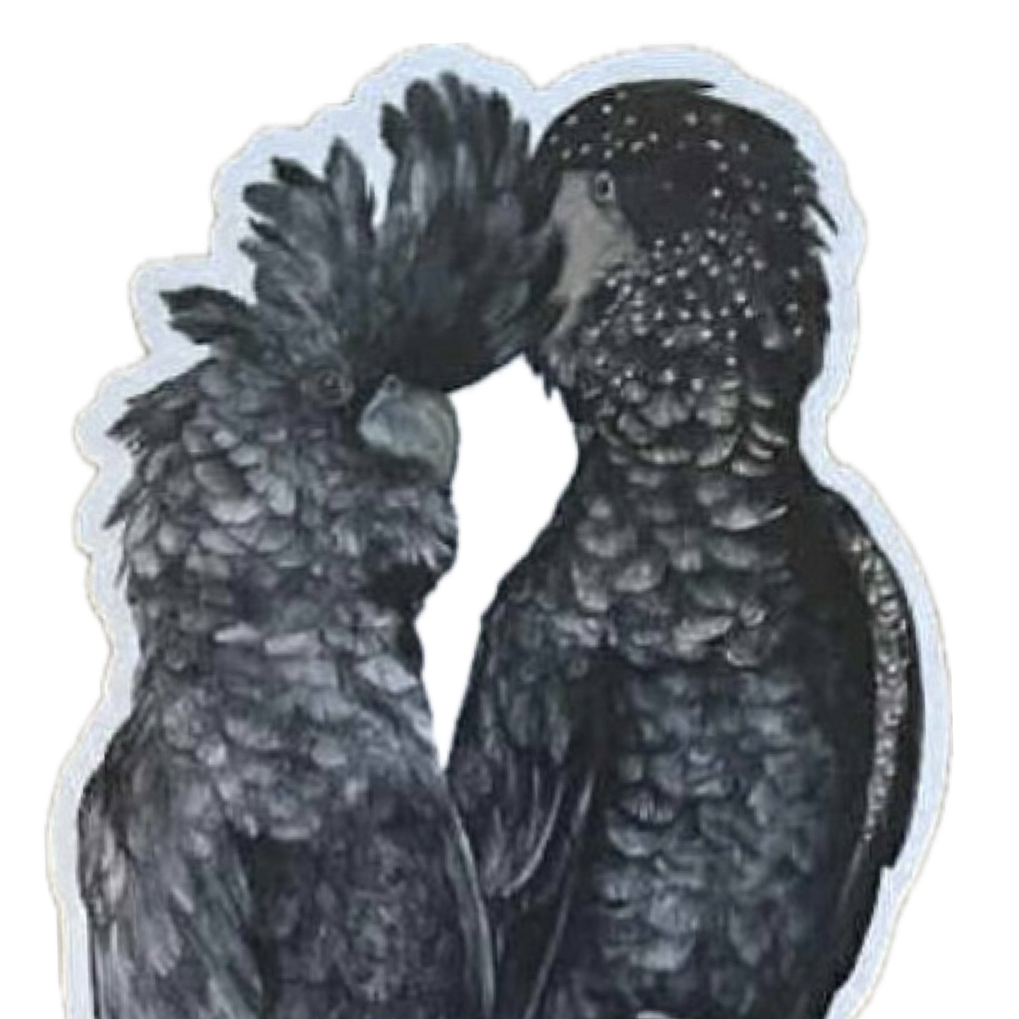Shanna Trees Creations- Red Tail Black Cockatoo Couple- Large Sticker