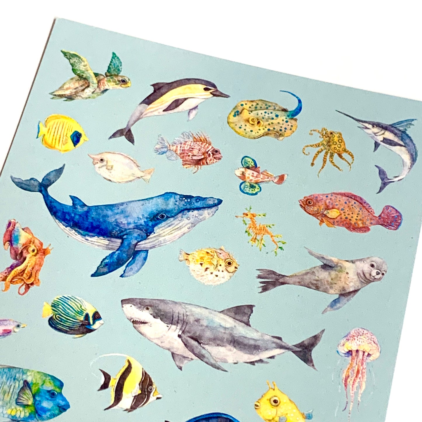 WATERCOLOURS BY CAT- Australian Marine Animals - Recycled Postcard