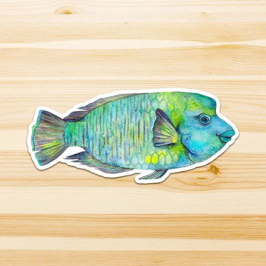 WATERCOLOURS BY CAT- Humphead Maori Wrasse - Large Australian Marine Life Vinyl Stickers