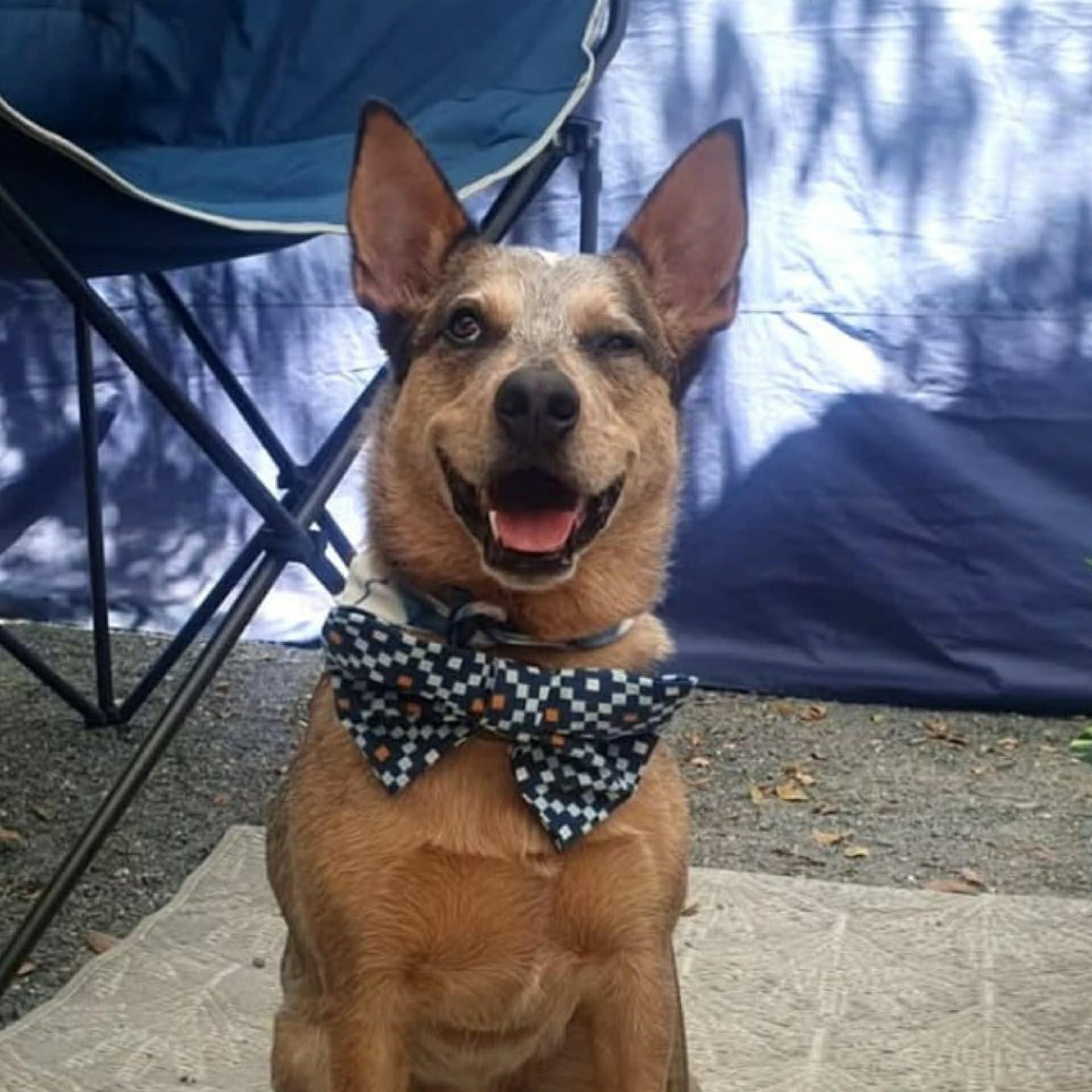 BEAUS AND BANDITS - DOGGY BOW TIE -FLOWERS ON GINGHAM - LARGE