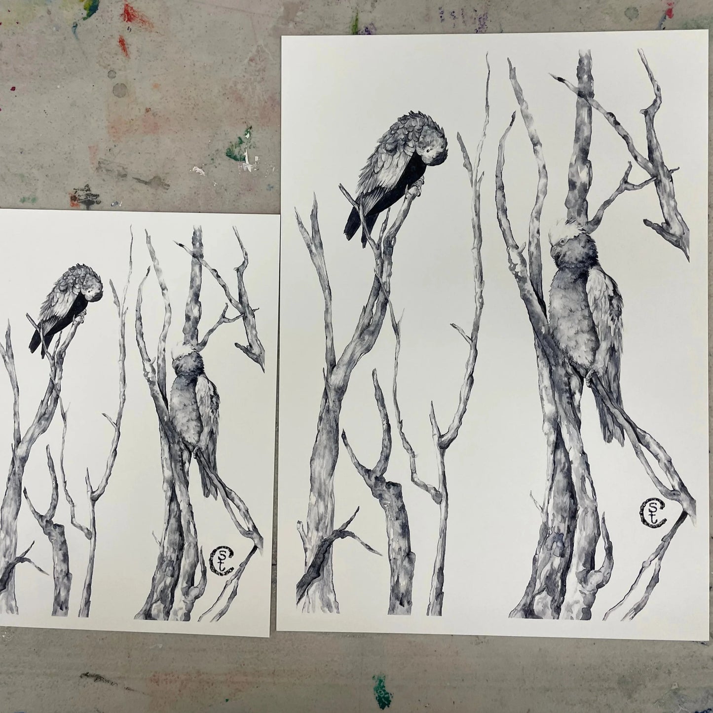 Shanna Trees Creations- "Monochrome Galahs" A4 Art Print