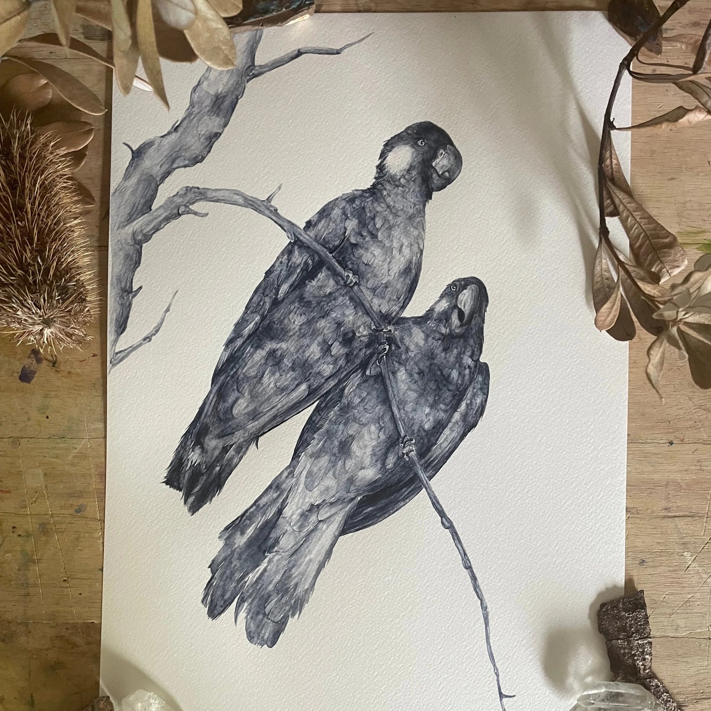 Shanna Trees Creations- "Monochrome Yellow Tailed Black Cockatoo" A4 Art Print