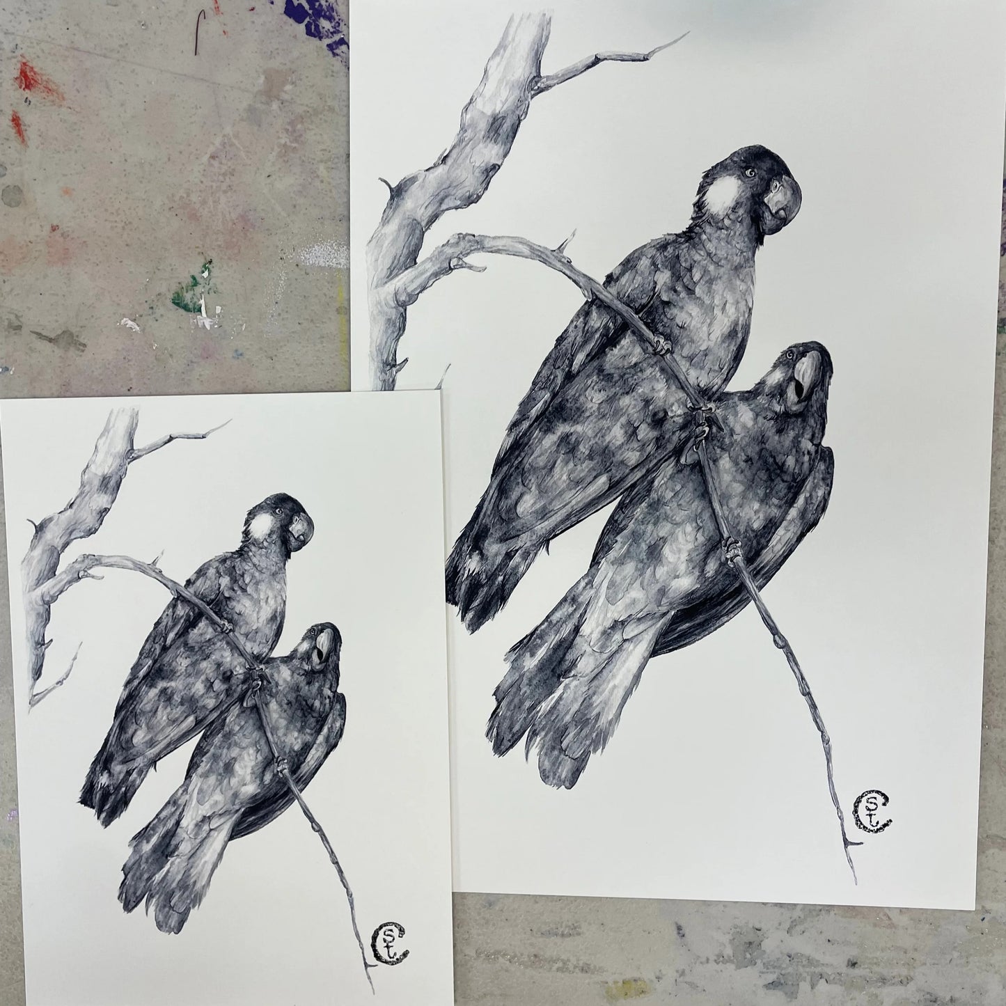 Shanna Trees Creations- "Monochrome Yellow Tailed Black Cockatoo" A4 Art Print