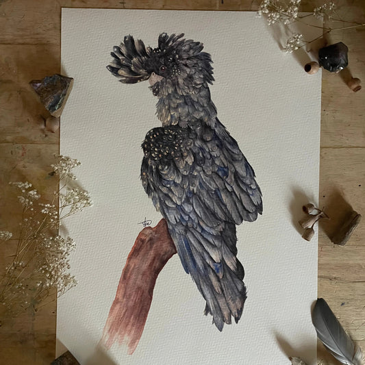 Shanna Trees Creations- "Black Cockatoo" A4 Art Print