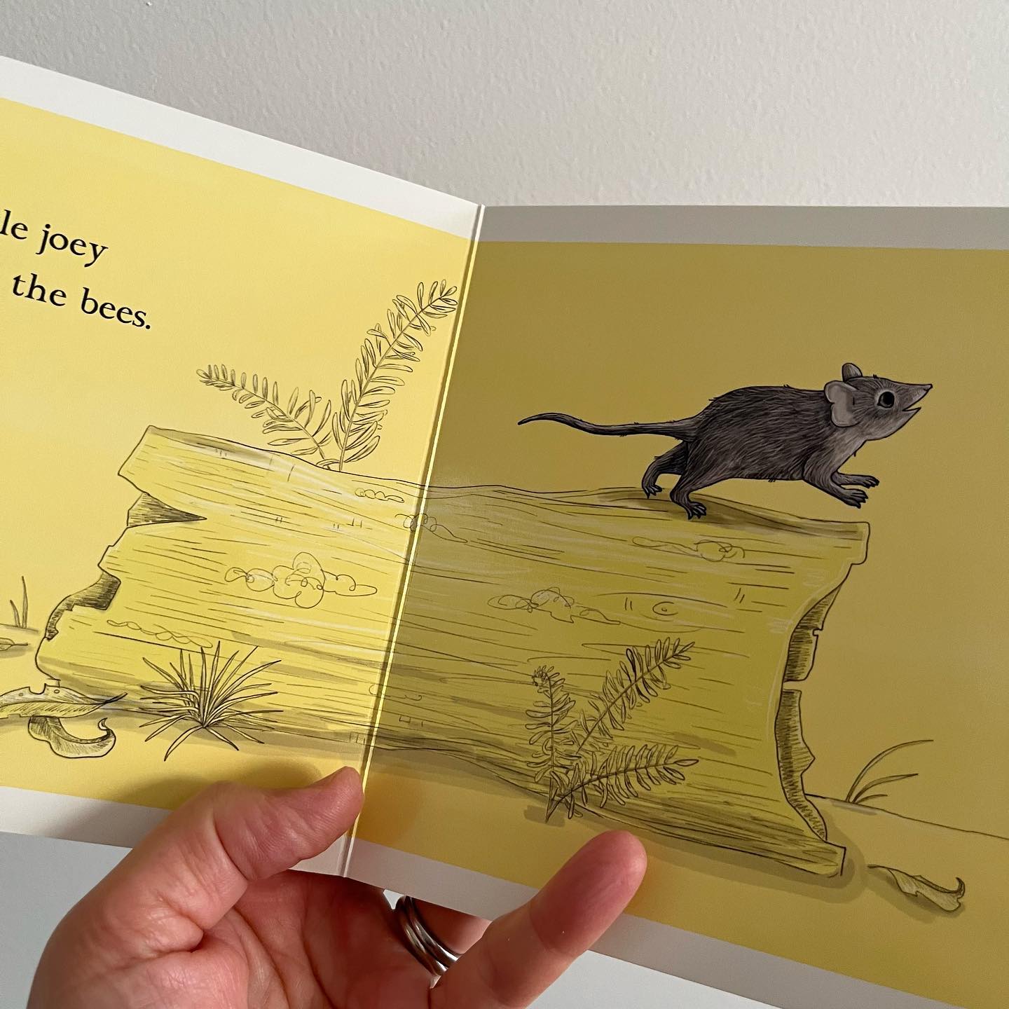 BOOKS & CO - RENEE TREML - This Little Joey - Small Board Book