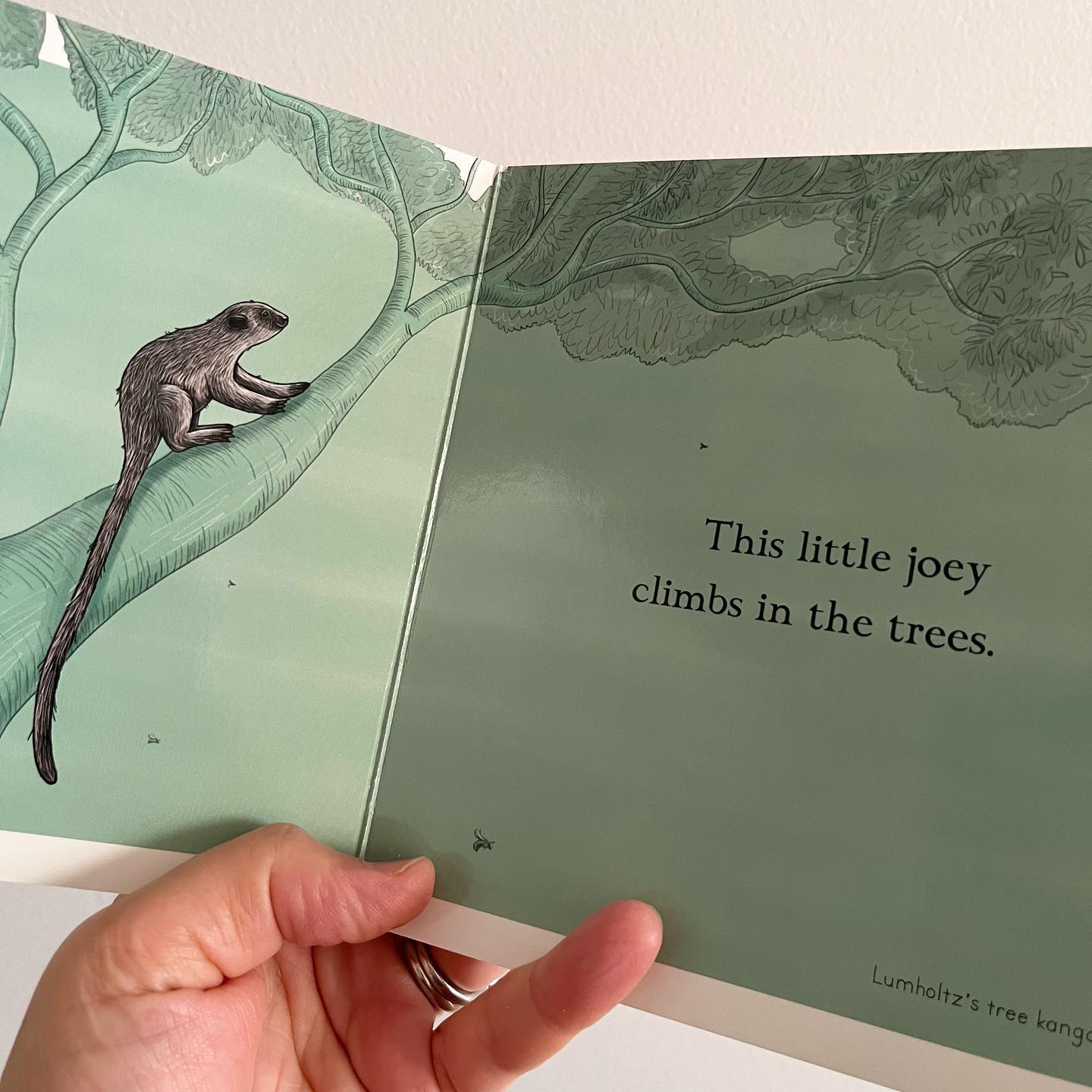BOOKS & CO - RENEE TREML - This Little Joey - Small Board Book