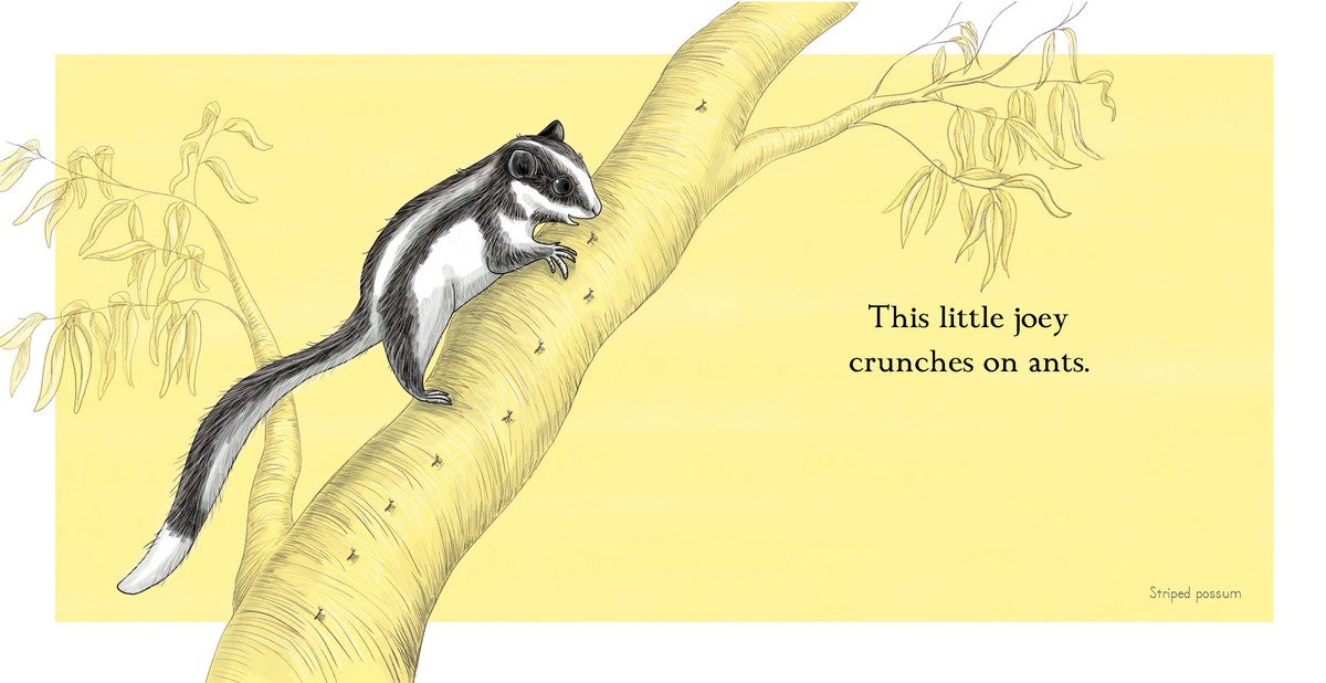 BOOKS & CO - RENEE TREML - This Little Joey - Small Board Book