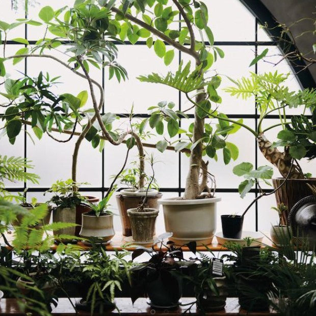 BOOKS & CO - INDOOR GREEN: LIVING WITH PLANTS