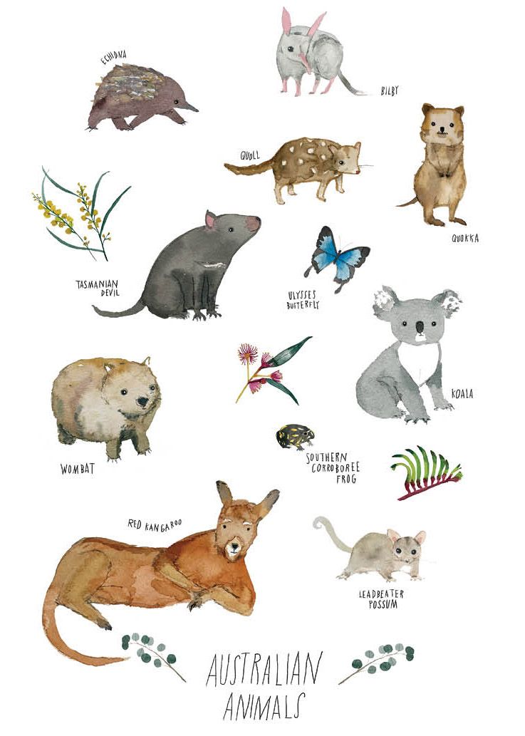 NUOVO - JESS RACKLYEFT GREETING CARD - AUSTRALIAN ANIMALS